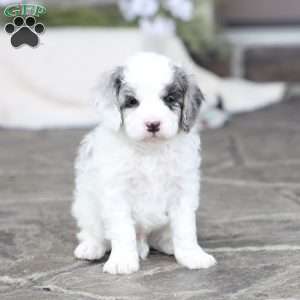 Reed, Cavapoo Puppy